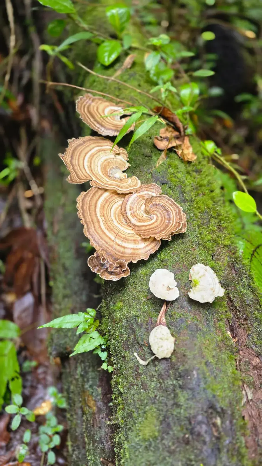 Rainforest detail — bracket fungi along the trail
