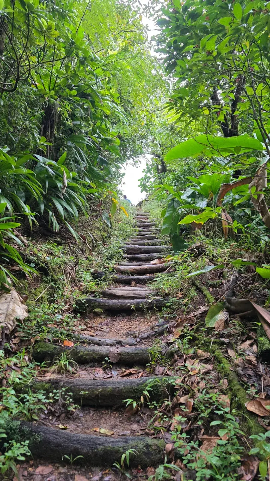 Rainforest steps on the trail to the Boiling Lake