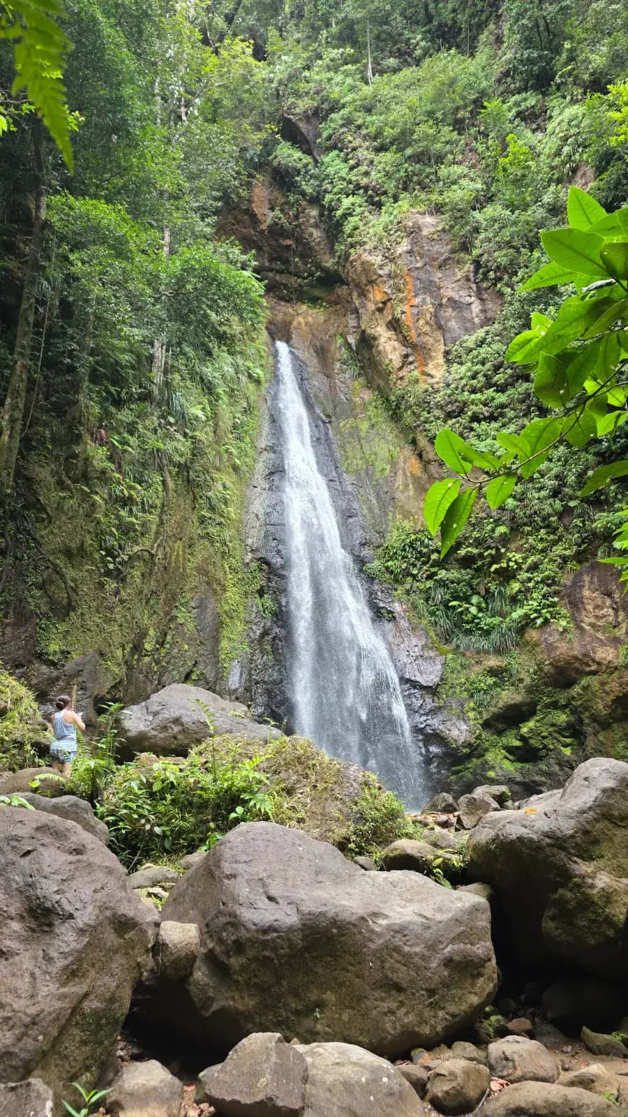 Syndicate Falls, a tall rainforest waterfall in northern Dominica