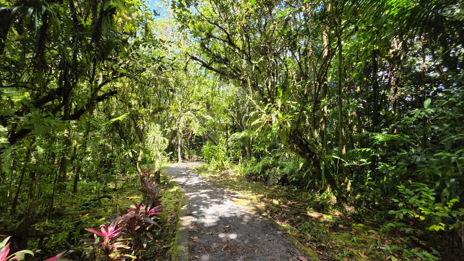 Sunlit rainforest trail through the jungle