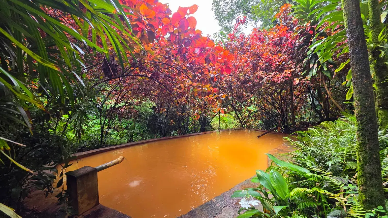 Natural volcanic hot spring pool surrounded by rainforest